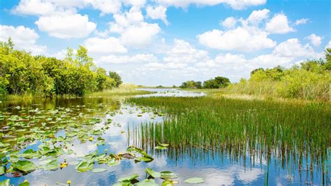 Are the Everglades worth seeing?