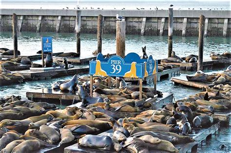 Are The Sea Lions At Pier 39 Today?