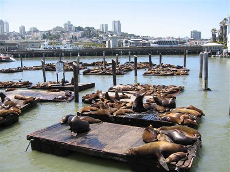 Are The Seals Always At Pier 39?