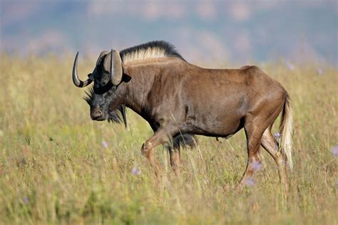 Are There Animals In Golden Gate National Park?