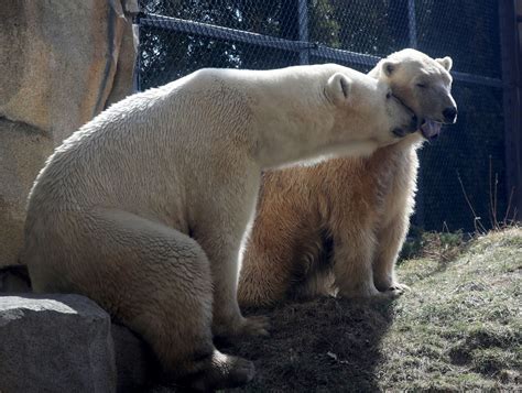 Are there bears at Lincoln Park Zoo?