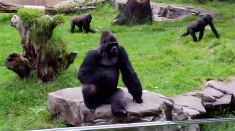 Are There Gorillas At The San Francisco Zoo?