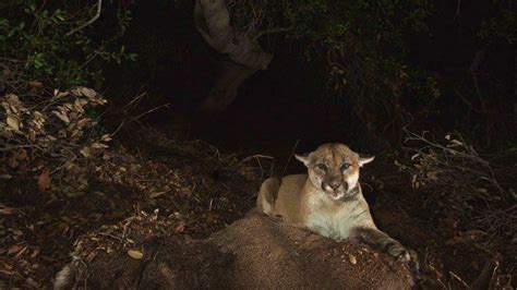 Are there mountain lions at Griffith Park?