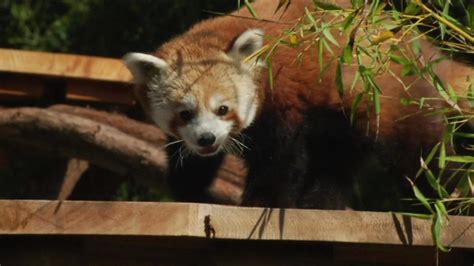 Are There Pandas In San Francisco Zoo?