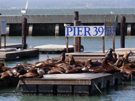 Are There Still Sea Lions At Pier 39?