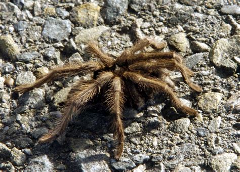 Are there tarantulas in Griffith Park?