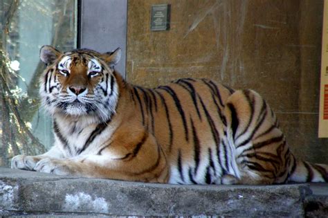 Are there tigers at the Lincoln Park Zoo?