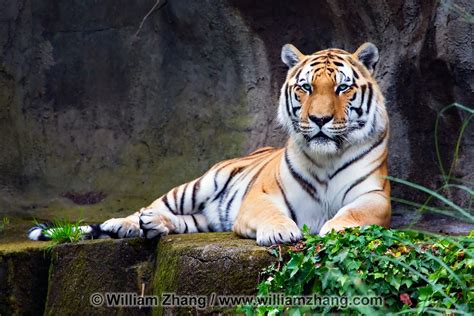 Are There Tigers At The San Francisco Zoo?