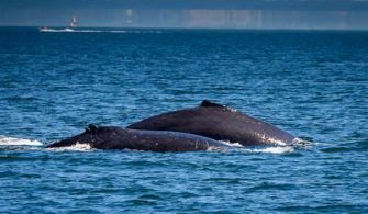 Are there whales in the Bosphorus?