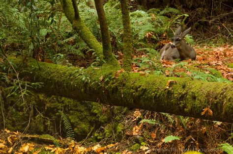 Are There Wild Animals In Muir Woods?