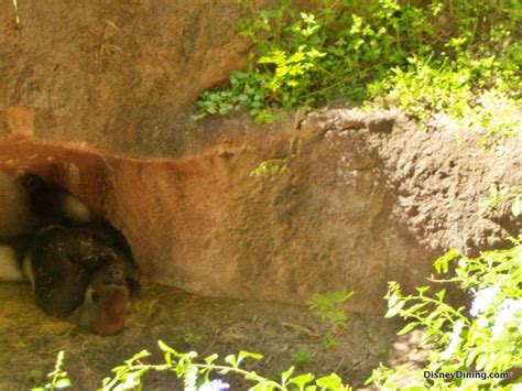 Are They Taking Down Animal Kingdom?