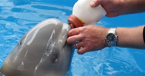 Can beluga whales hear humans?