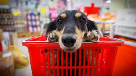 Can dogs go in stores in Chicago?