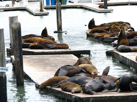 Can dogs go to Fisherman's Wharf?