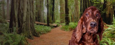 Can Dogs Go To Redwood National Park?