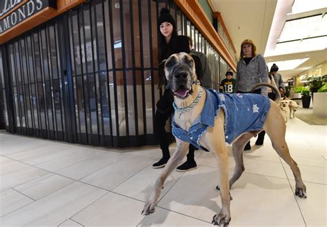 Can Dogs Walk Around The Mall?