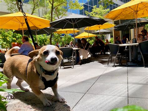 Can dogs walk in Downtown Disney?