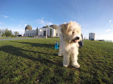 Can I Bring My Dog To Griffith Observatory?