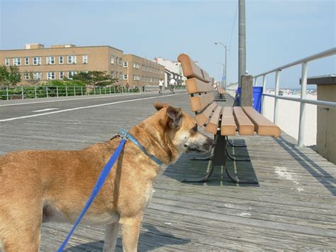 Can I Bring My Dog To Long Beach Boardwalk 6492c0c419caf 