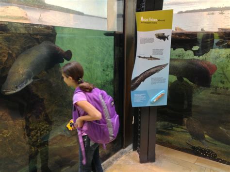 Can I take a backpack into Shedd Aquarium?