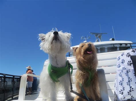 Can I Take A Dog On The Ferry?