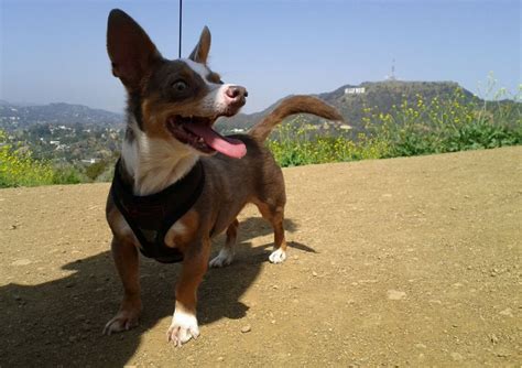 Can I take my dog to Griffith Park?
