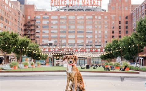 Can I Take My Dog To Ponce City Market?