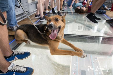 Can I Take My Dog To Tower Bridge?