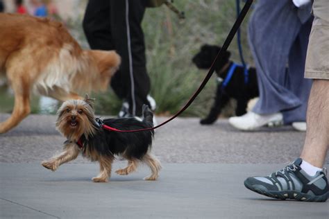 Can I walk around PetSmart with my dog?