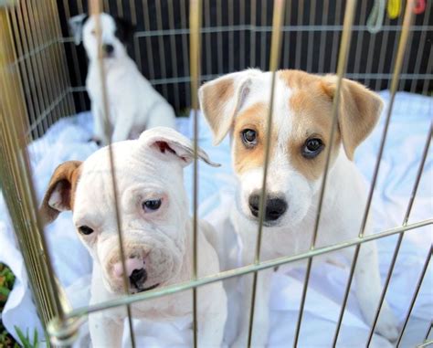 Can stores sell dogs in Illinois?