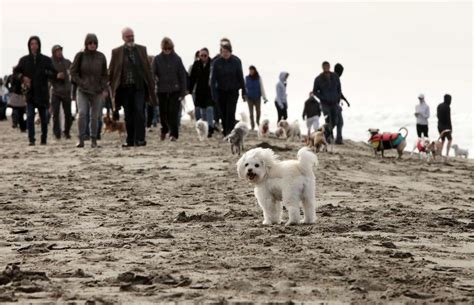 Can You Bring Dogs To Ocean Beach Sf?