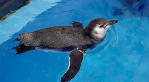 Can you see penguins at the Shedd Aquarium?