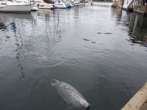 Can You Swim In Fisherman's Wharf?