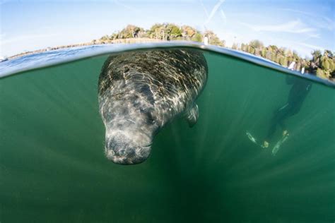 Can you swim in the Everglades?