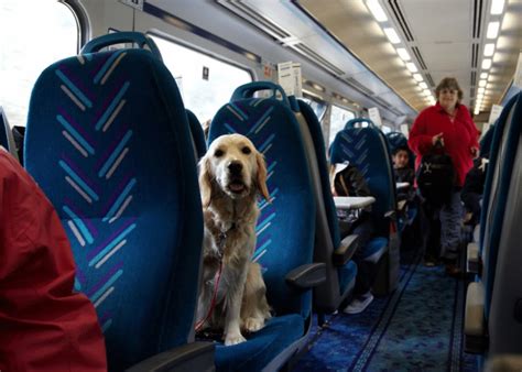 Can You Take A Dog On The Train Chicago?