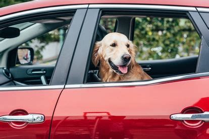 Can You Take Dogs In Ubers?