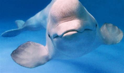 Do beluga whales recognize humans?