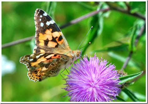 Do Birds Eat Painted Lady Butterflies?