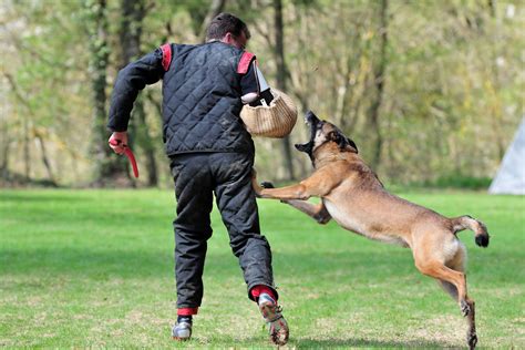 Do dogs need boots in Chicago?