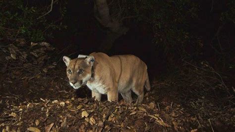 Do mountain lions live in Griffith Park?