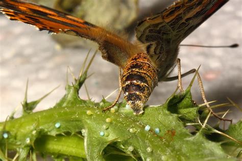 Do Painted Lady Butterflies Lay Eggs On Milkweed?