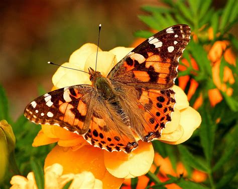 Do Painted Lady Butterflies Like Milkweed?