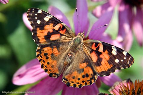 Do Painted Lady Butterflies Return Every Year?