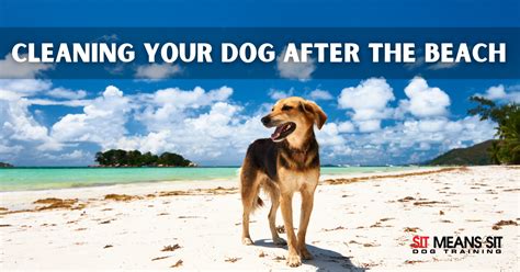 Do you have to wash your dog after the beach?