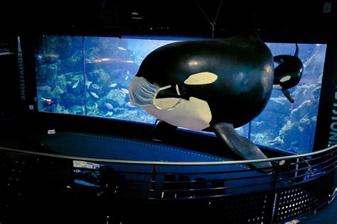 Do you have to wear a mask at the Shedd Aquarium in Chicago?