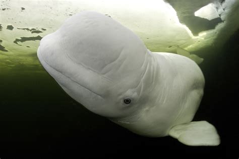 Does beluga turn into a cat at 7pm?