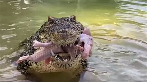 Does Gatorland serve Gator meat?