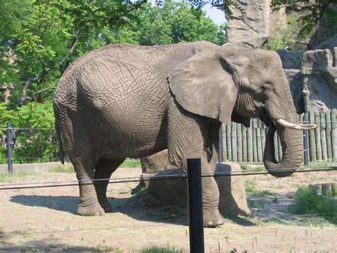 Does Lincoln Park Zoo have elephants?