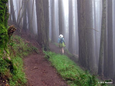 Does Muir Woods Get Foggy?