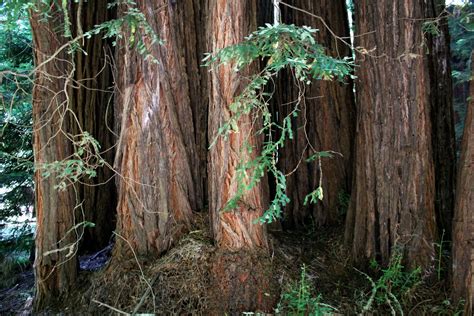 Does Muir Woods Have Giant Sequoias?